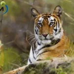 Overnight Ranthambore Tour from Delhi