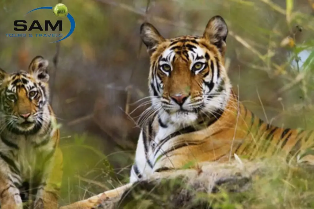 Overnight Ranthambore Tour from Delhi